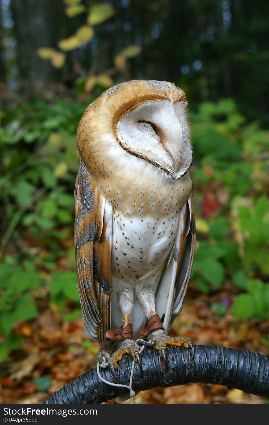 Owl On A Branch