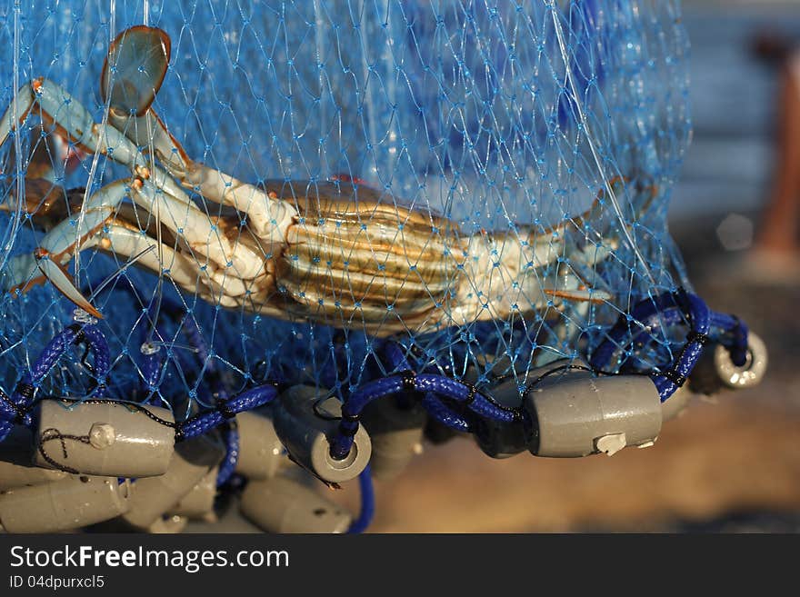 Crab catch in the soco river with fishing net. Crab catch in the soco river with fishing net