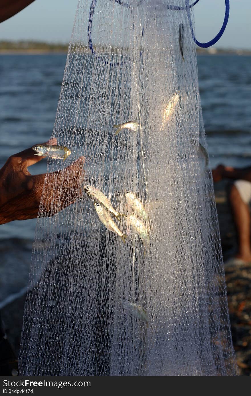 Saldinas fishing with fishing net in the estuary of the river soco. Saldinas fishing with fishing net in the estuary of the river soco