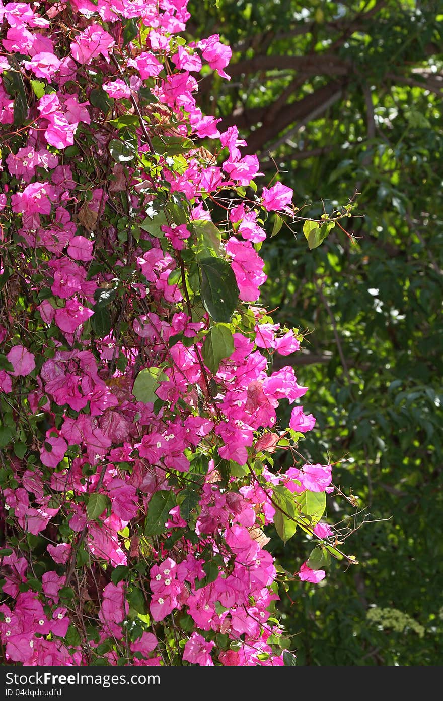 Bright Pink Flowers Against Dark Green Background. Bright Pink Flowers Against Dark Green Background