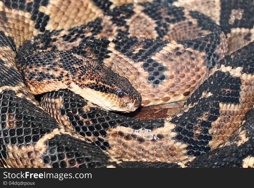 Coiled Poisonous Snake Cleverly Camouflaged. Coiled Poisonous Snake Cleverly Camouflaged