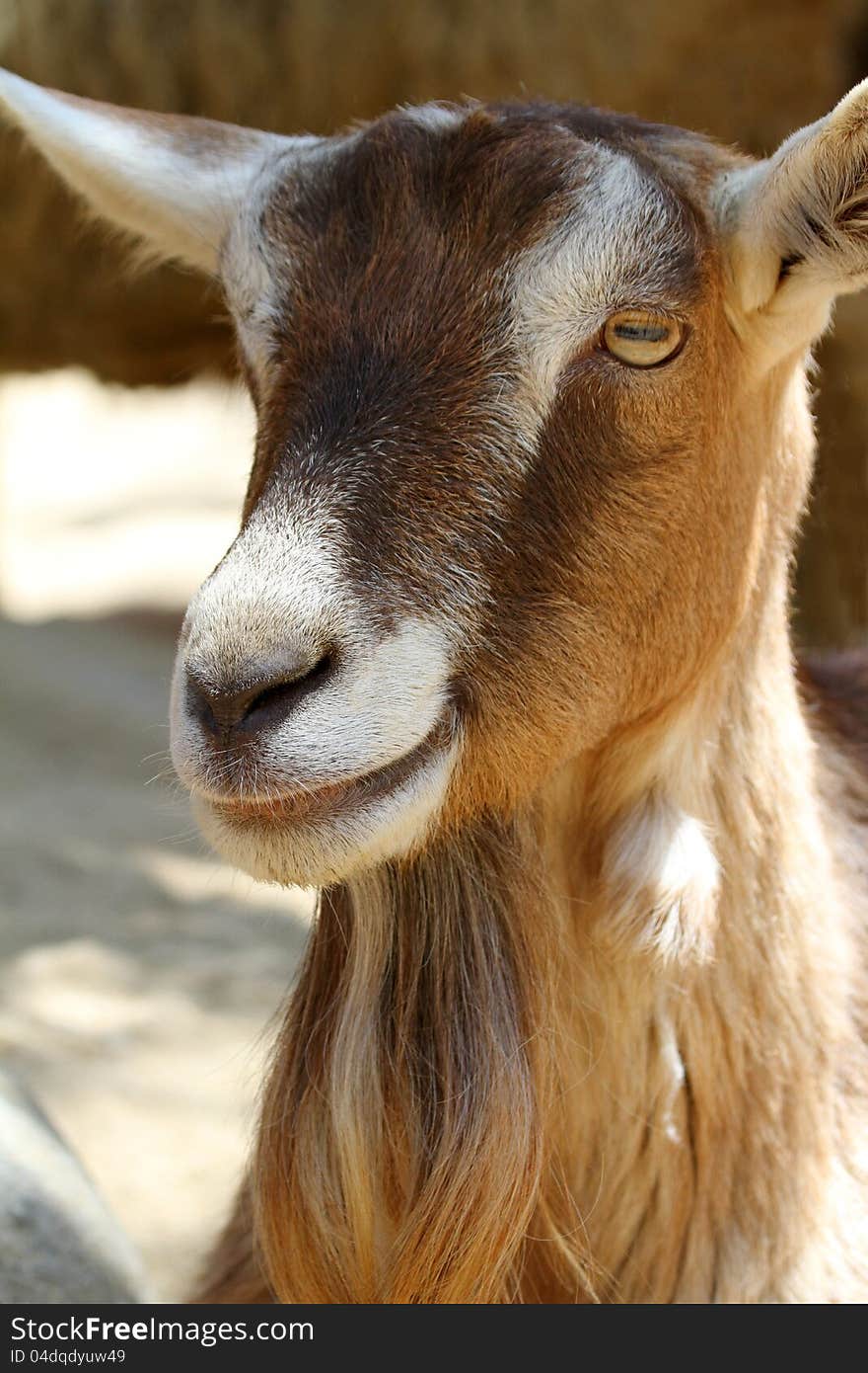 Brown And White Domestic Goat Close Up
