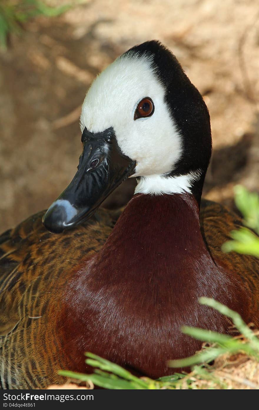 White Faced Whistling Duck