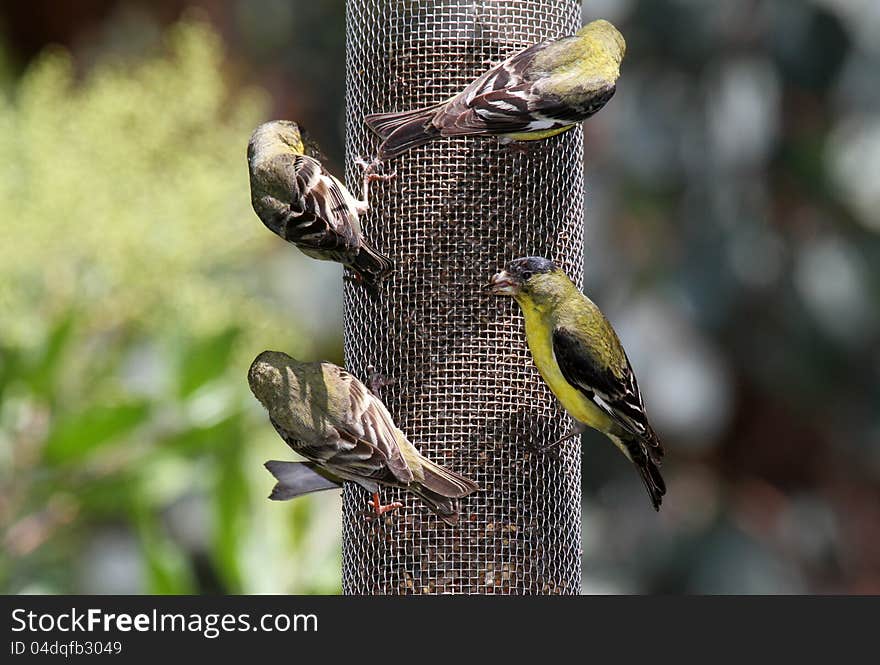 Yellow and gray birds on bird feeder. Yellow and gray birds on bird feeder