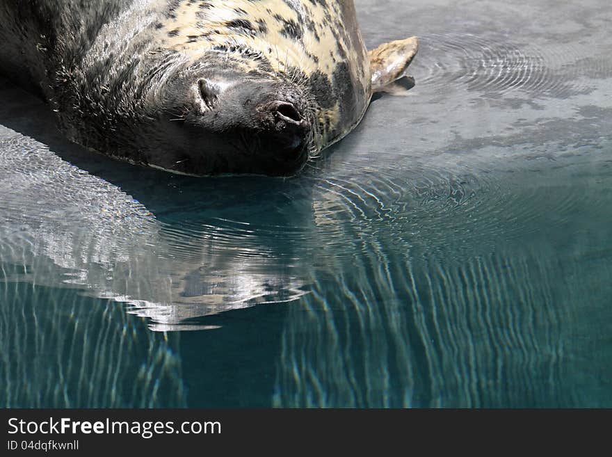 Female Seal Laying On Her Back In Shallow Water. Female Seal Laying On Her Back In Shallow Water