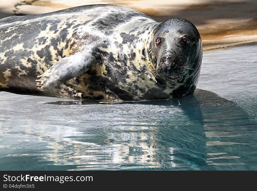 Female Seal Reflected In Shallow Water Looking At Viewer. Female Seal Reflected In Shallow Water Looking At Viewer