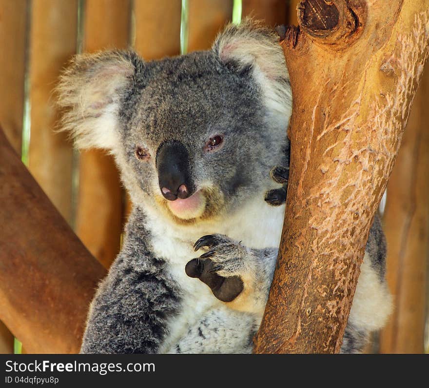 Young Koala Bear Sitting On Tree Branch Looking At Viewer