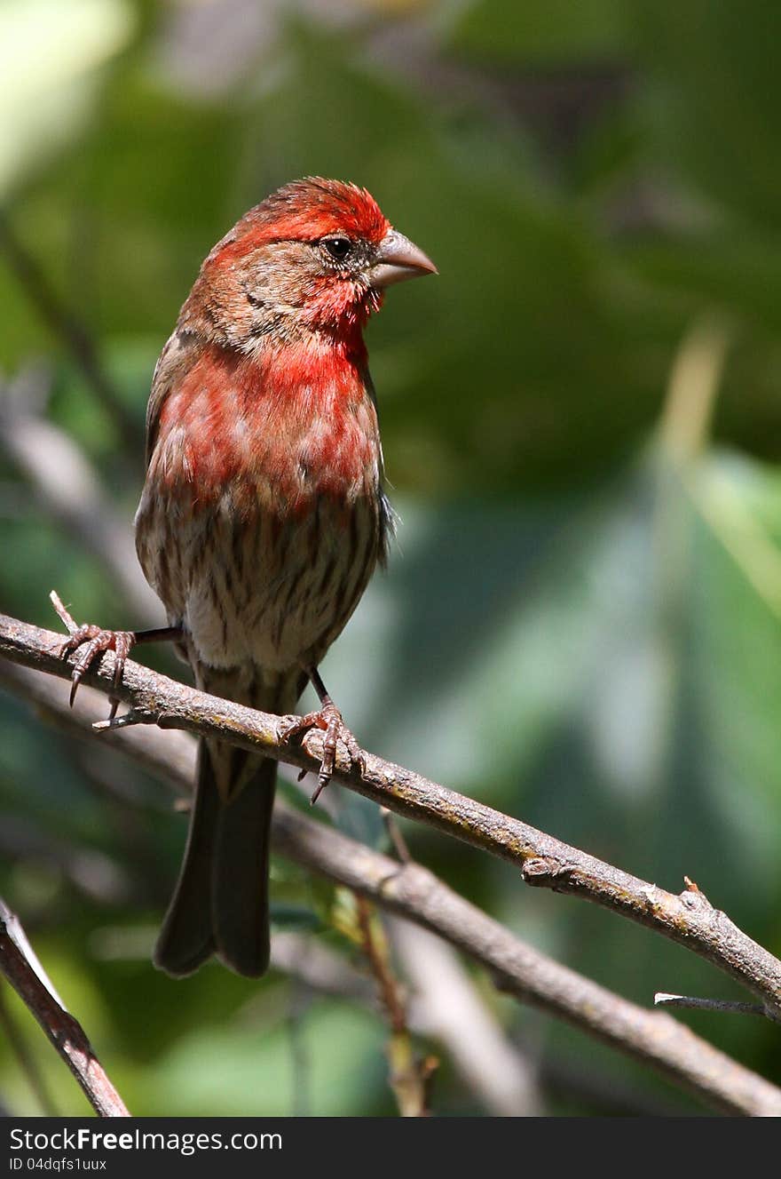 Female Bird With Red Head And Breast. Female Bird With Red Head And Breast