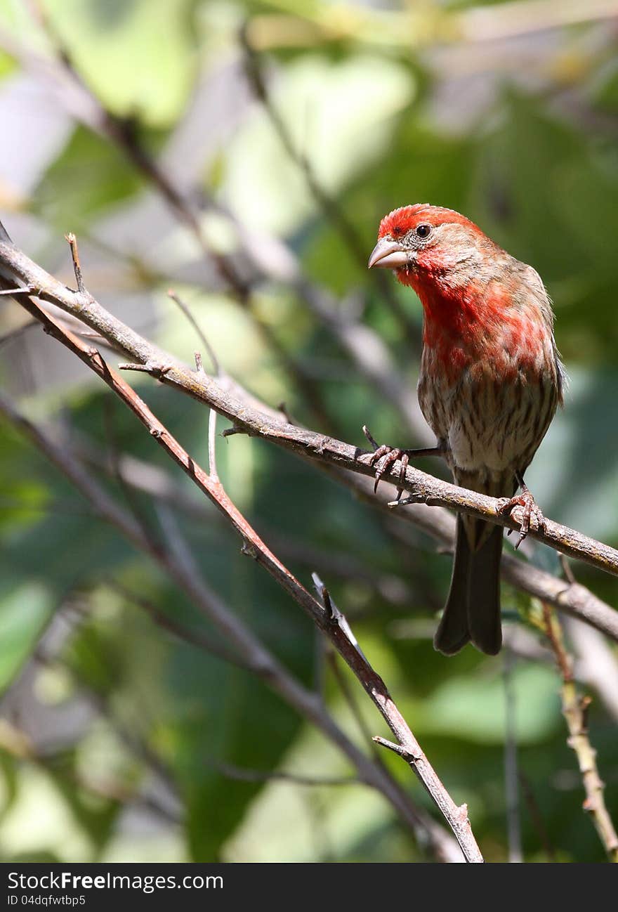 Female Bird With Red Head And Breast. Female Bird With Red Head And Breast