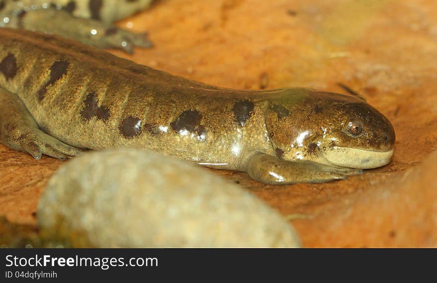 Close Up Of Spotted Wet Salamander Against Tan Background