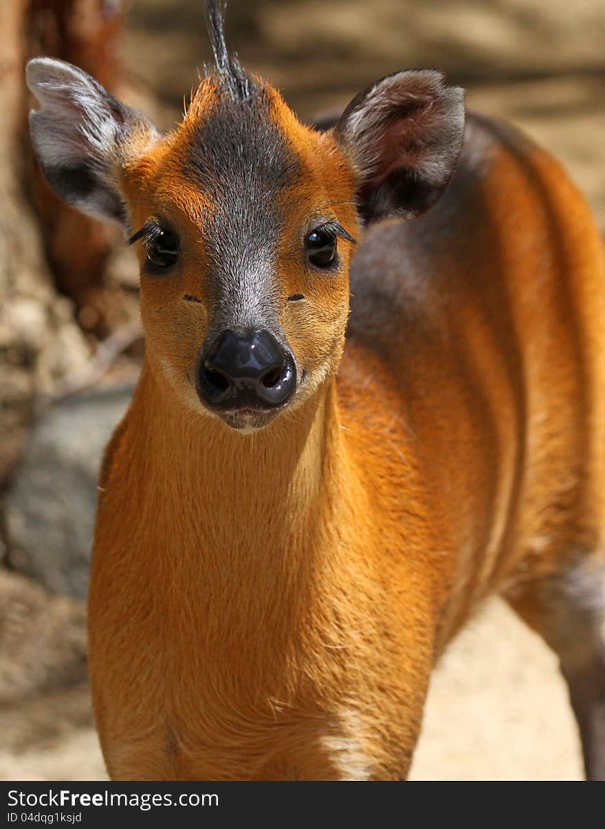 Tufted Deer