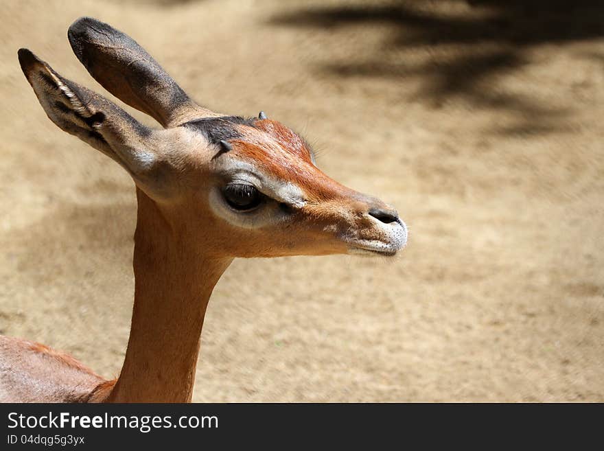 Young Gerenuk