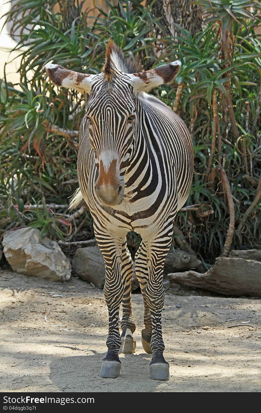 Grevy's Zebra Standing Face Front With Green Background