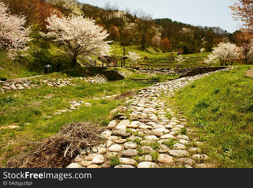 This is a cherry blossom park on a mountain in japan. This is a cherry blossom park on a mountain in japan