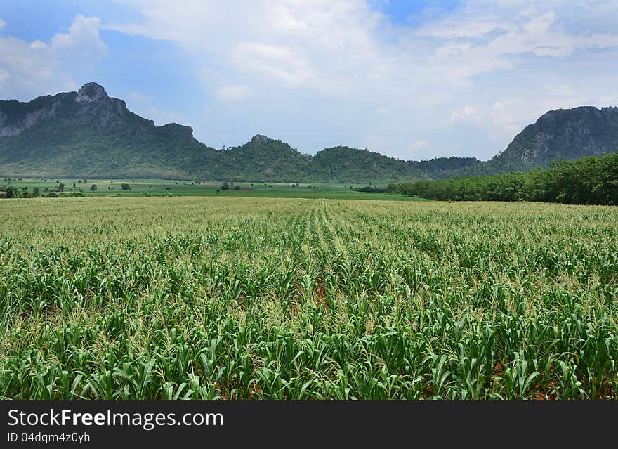 A field of corn as a crop with mountain background in Thailand