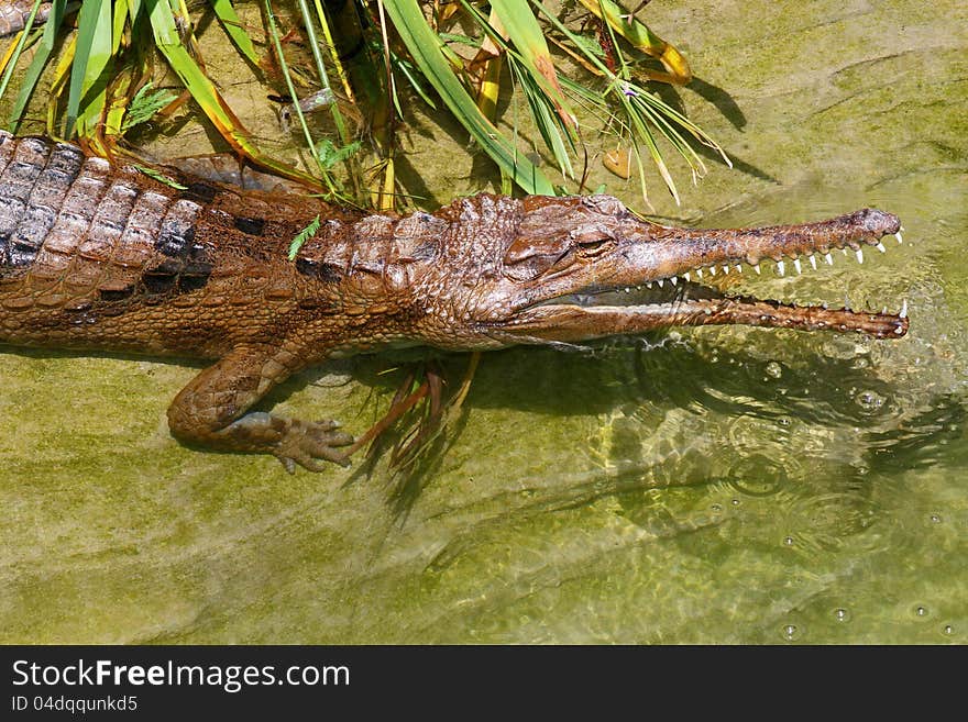 Gharial