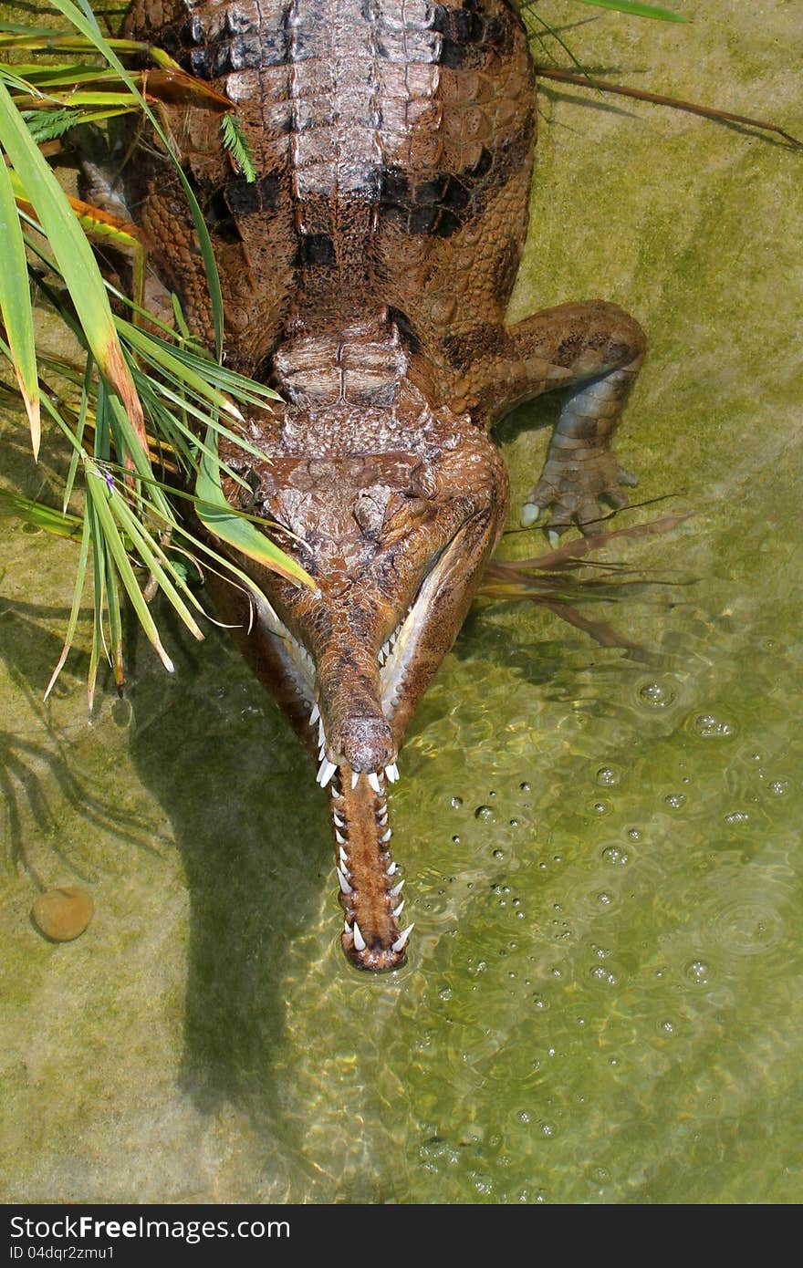 Gharial