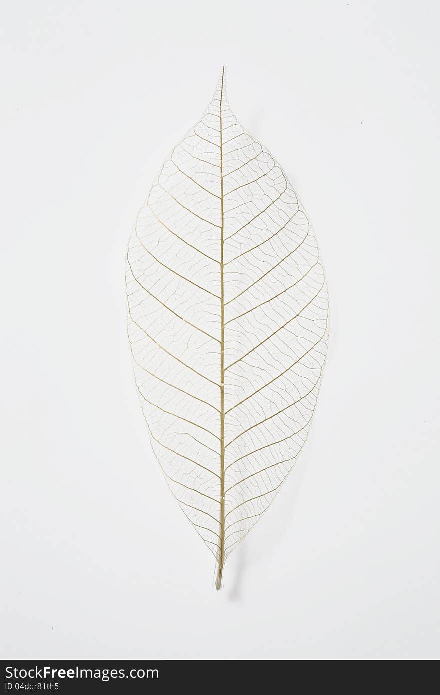 Dry leaf, used as a decoration in spa products.