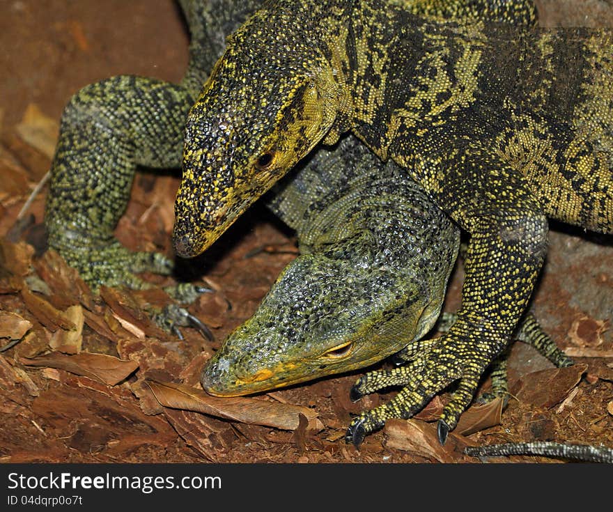 Two Large Lizards Tangled Together. Two Large Lizards Tangled Together