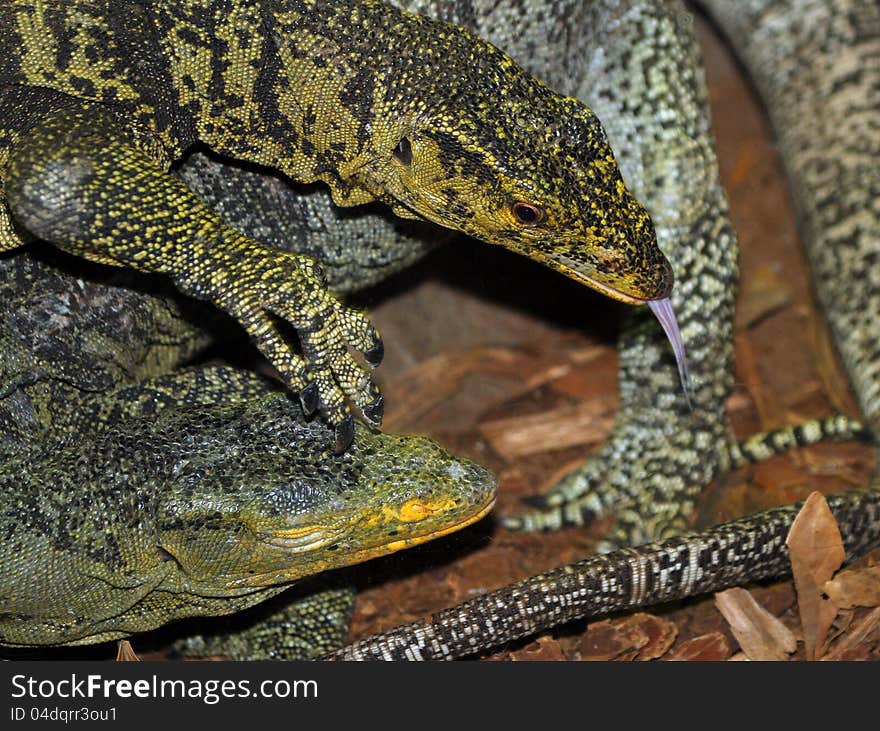 Large Lizards With Tongue Out And Tangled. Large Lizards With Tongue Out And Tangled