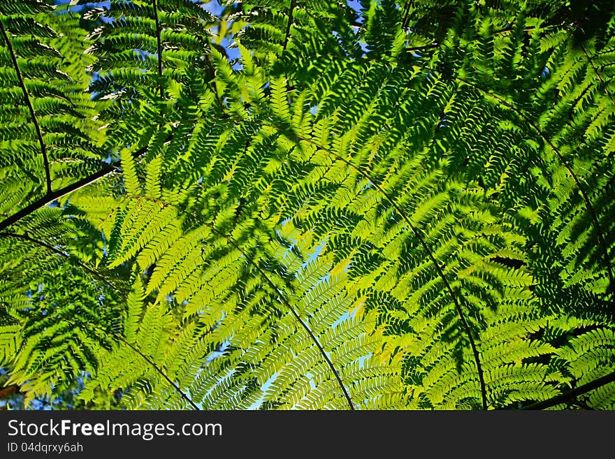 Green leaf background, this is a type of fern.