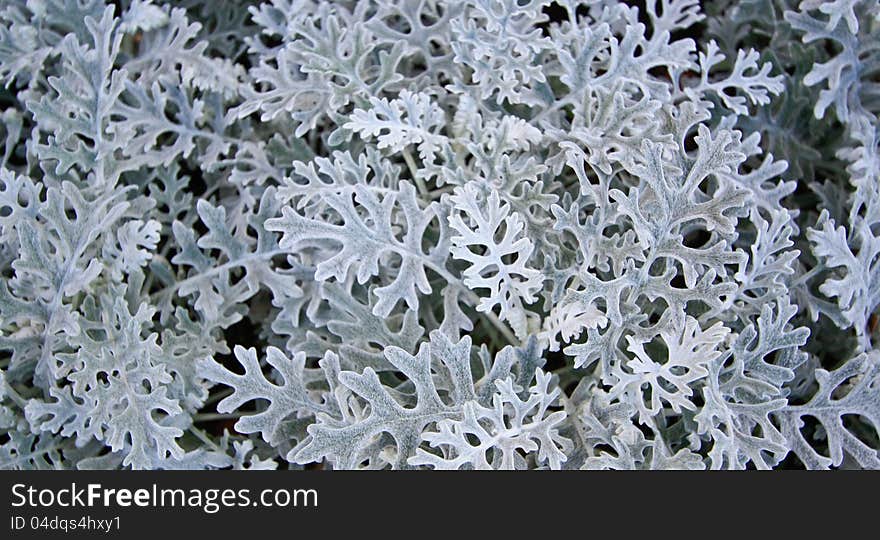 White leaf background, this is a type of fern.