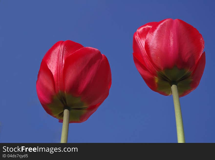 Red Tulips