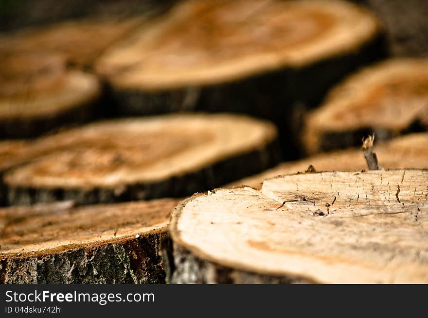 Tree trunk slices nice closeup, sharp on front, blurred on back