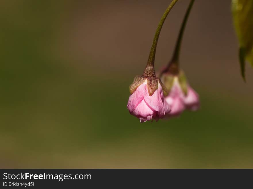 Sakura buds