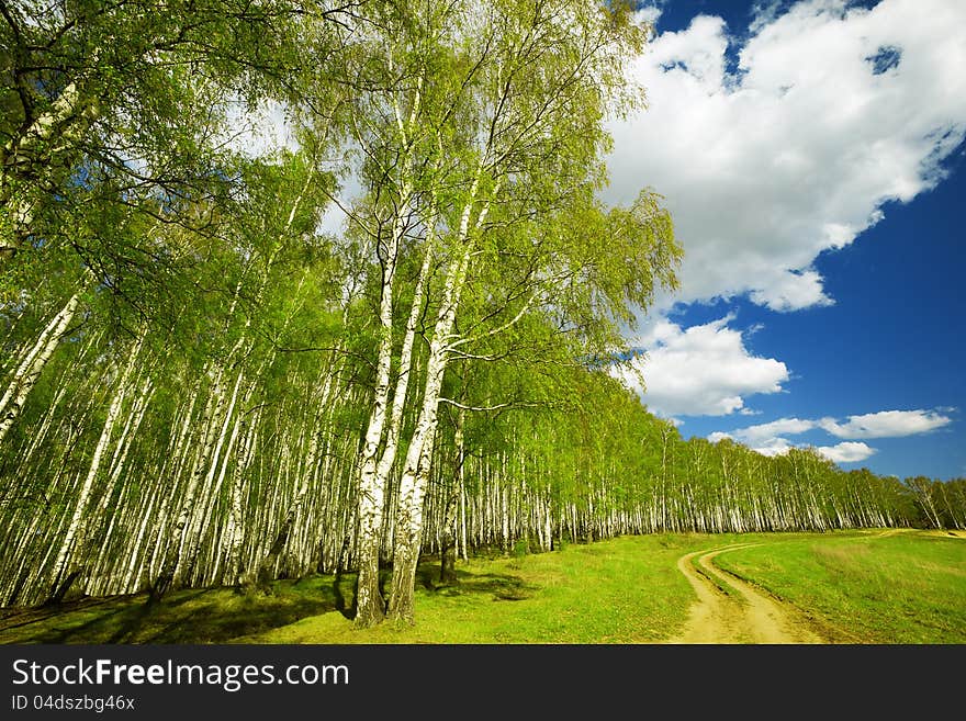 Birch forest in sunlight in the morning. Birch forest in sunlight in the morning