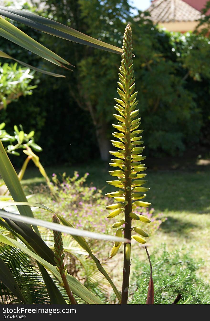 Flower of aloe vera plant in the garden, detail