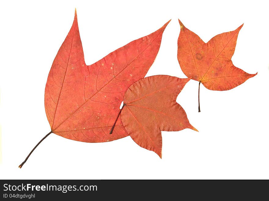 Maple leave on white background