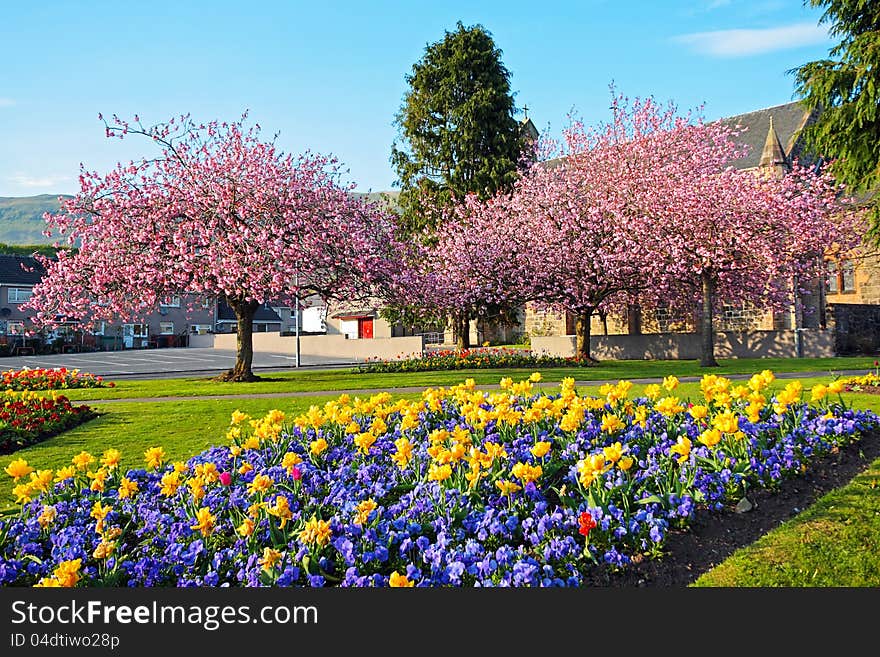 Blooming Japanese cherry trees in the streets