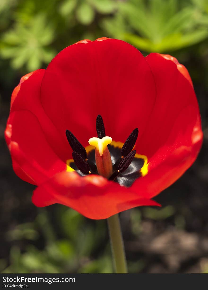 Close-up of red tulip in the park
