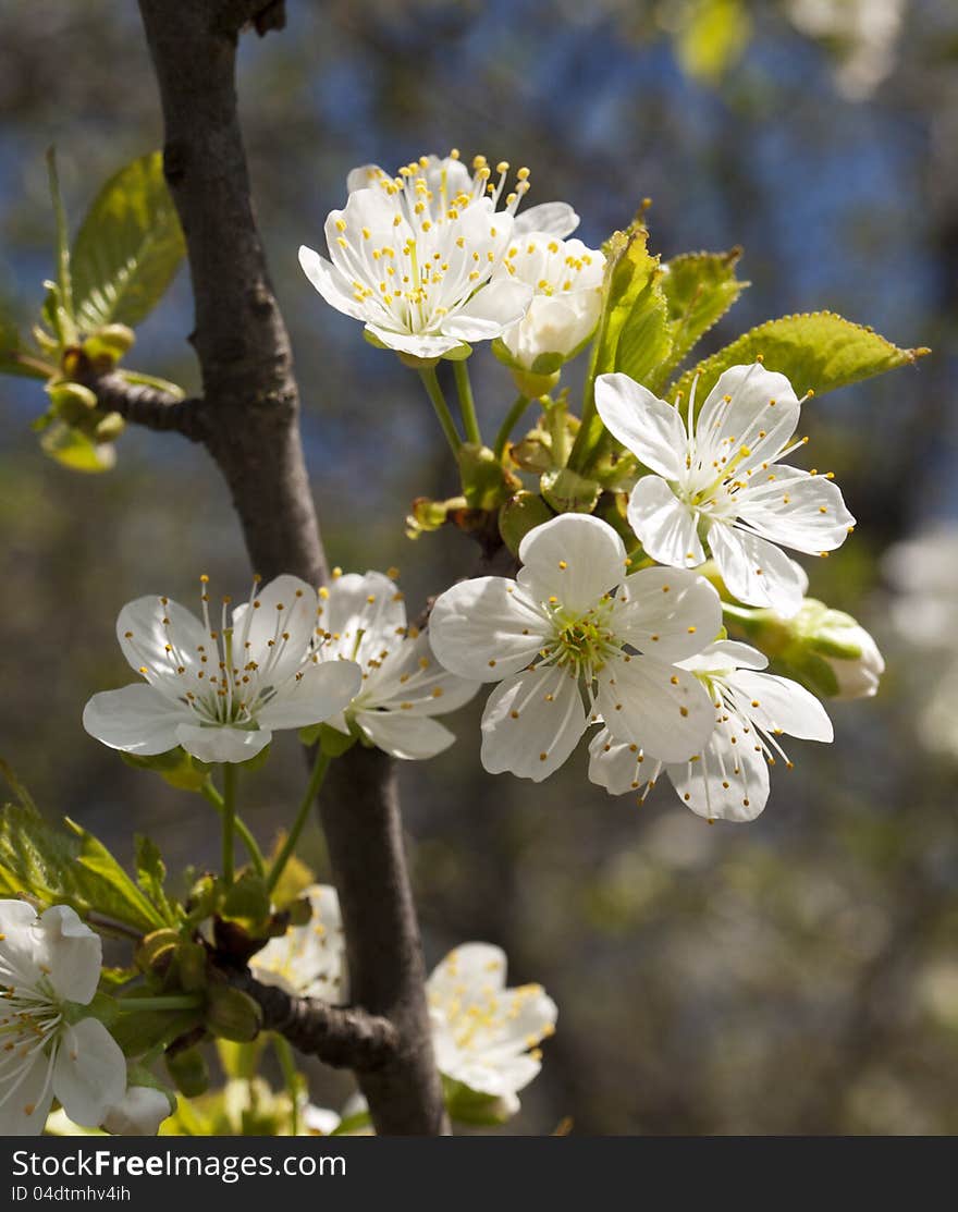 Spring cherry  blossom