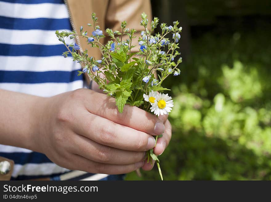 A child's hand holding wildflowers