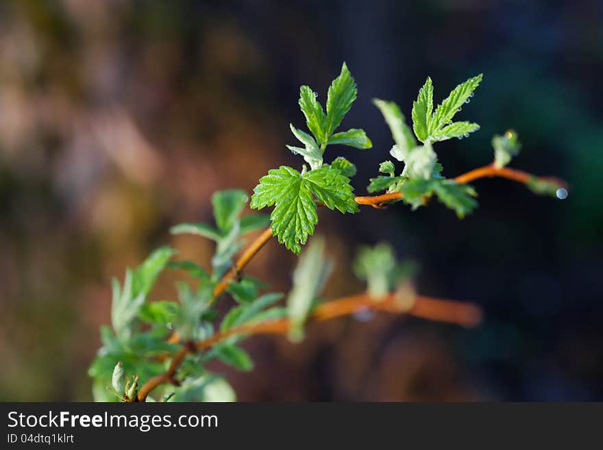 Fresh spring leaves