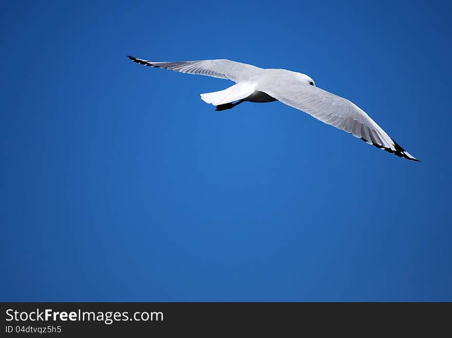 Seagull In Flight