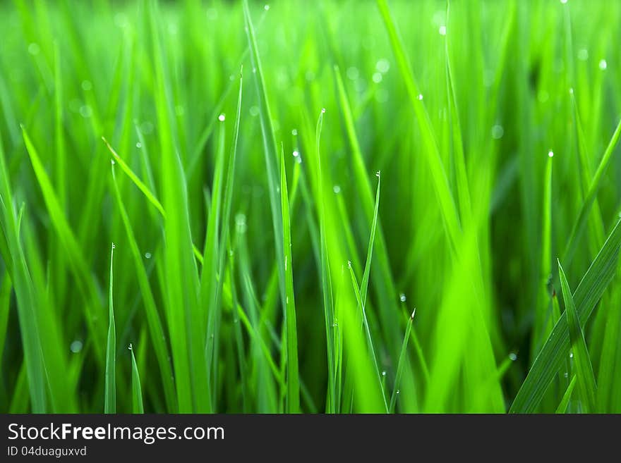 Paddy rice in field green. Paddy rice in field green