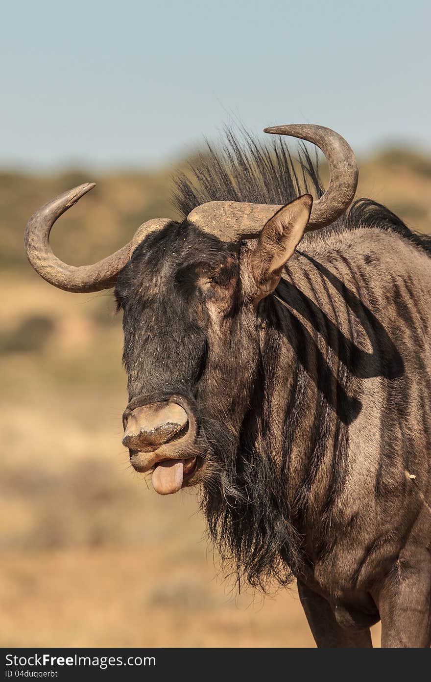 Bluewildebeest after sand bath with tongue sticking out. Bluewildebeest after sand bath with tongue sticking out