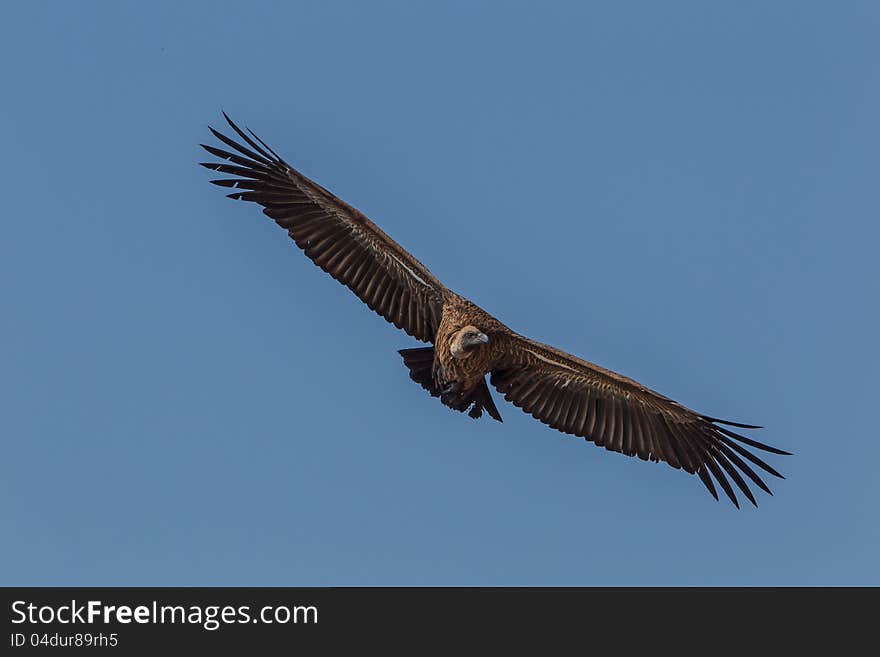 White-backed vulture coming in to land at kill in Kgalagadi