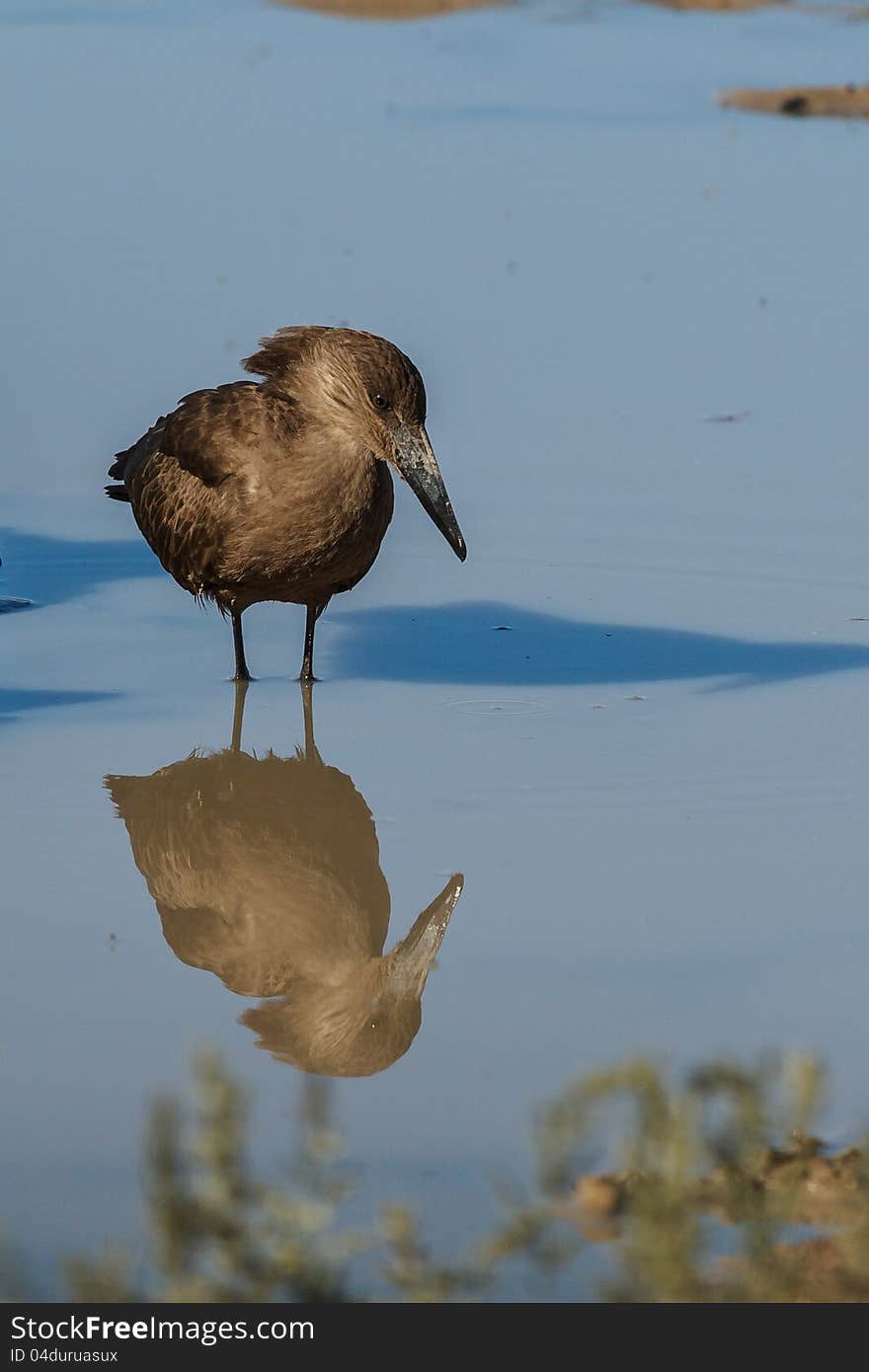 Hamerkop hunting in water with reflection in water. Hamerkop hunting in water with reflection in water