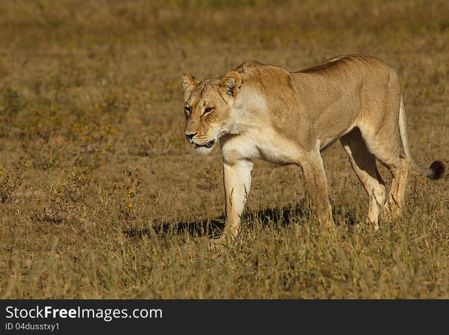 Female lion walking in grass