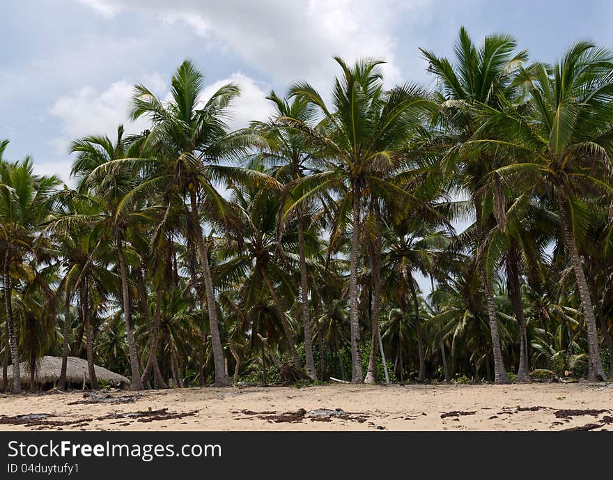 Caribbean Tropical Coconut Trees at Dominican Republic