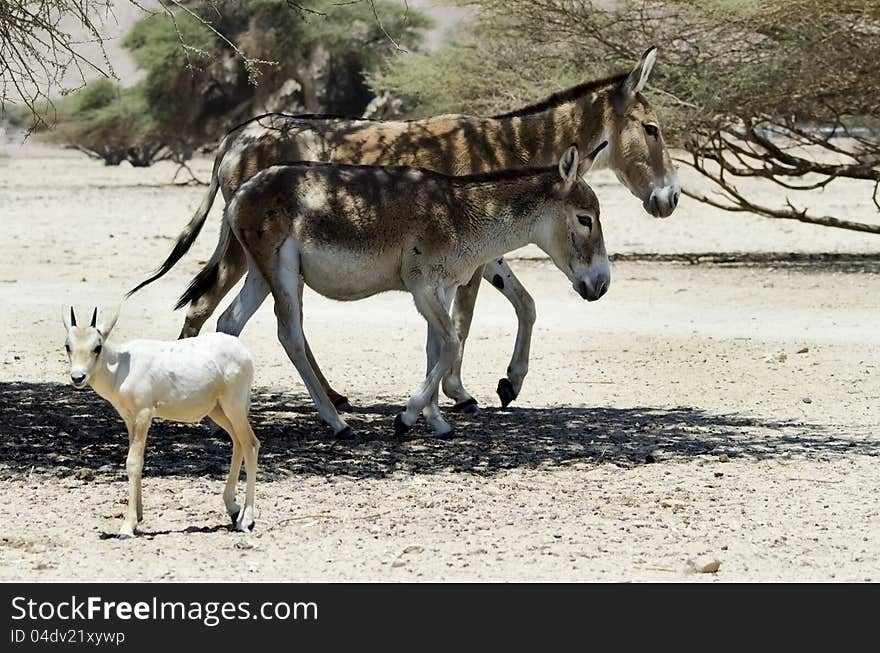 Addax antelope and onager's are protected species in nature reserve near Eilat, Israel. Addax antelope and onager's are protected species in nature reserve near Eilat, Israel