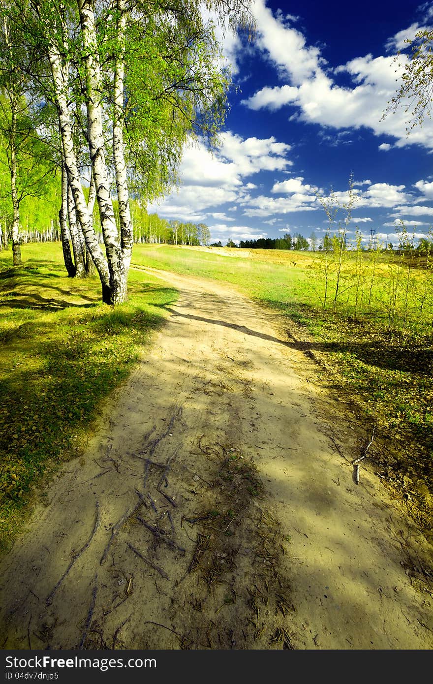 Birch forest in sunlight in the morning. Birch forest in sunlight in the morning