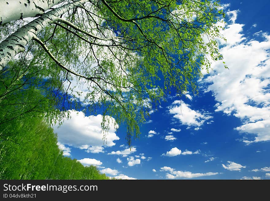 Birch forest in sunlight in the morning. Birch forest in sunlight in the morning