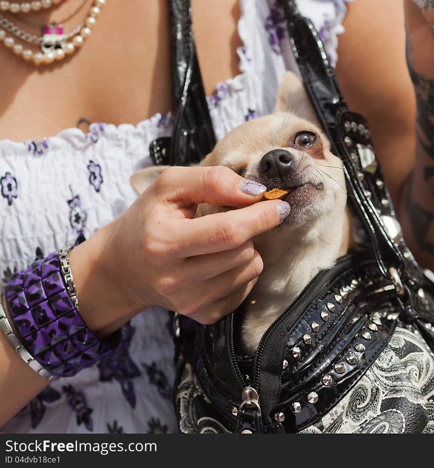 Woman Gives A Dog In A Bag A Cookie