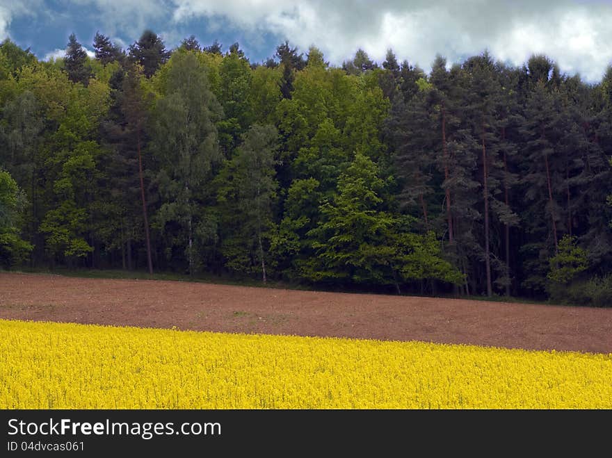 Spring fields and sky