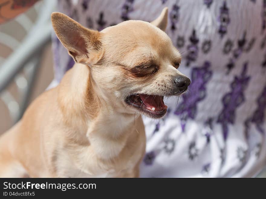 Chihuahua dog sitting in the lap of a woman crying heartbreaking. Chihuahua dog sitting in the lap of a woman crying heartbreaking